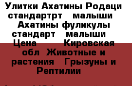 Улитки Ахатины Родаци стандартрт ( малыши); Ахатины фуликулы стандарт ( малыши) › Цена ­ 80 - Кировская обл. Животные и растения » Грызуны и Рептилии   